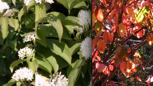 ДЕРЕН белый и дерен красный - кустарники для сада. Сорта дерена - изумительное растение! смотреть онлайн