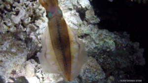 Кальмары на ночной охоте. Красное море. Хургада