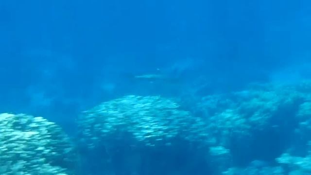 белоперая акула в Эль Фанаре смотреть онлайн