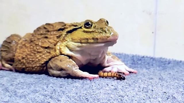Asian Bullfrog Eats Many Worms! Mr Frog Live Feeding