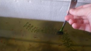 Роголистник залог успеха в аквариуме. ? ? ?