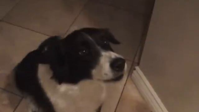 My talking border collie - learning to say "hello"! смотреть онлайн