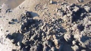 Морской червь нереис Копаем для морской рыбалки..