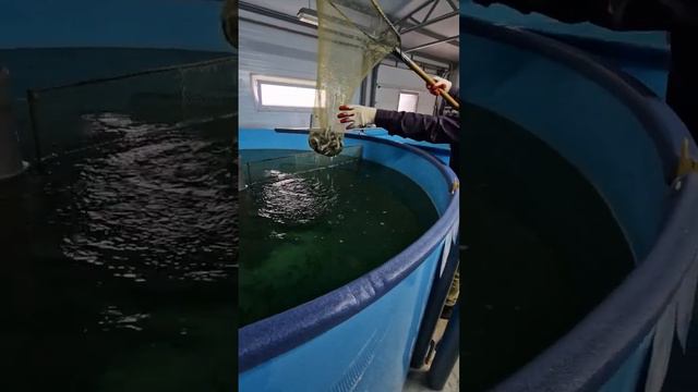 перевешиваем и пересаживаем.#узв#рыба#ферма#форель#рыбоводство#trout#здоровоепитание смотреть онлайн