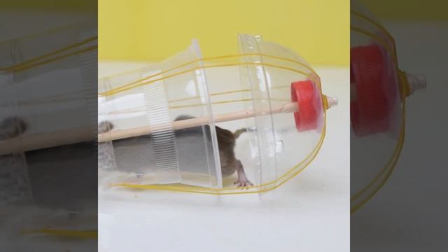 ?Best Humane Mouse & Rat Trap? #shorts #mousetrap #rattrap смотреть онлайн