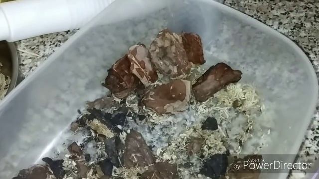 Сняла двух деток с phal. Luddemaniana. смотреть онлайн