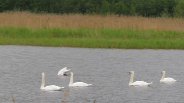 лебеди и чомга в окрестностях нижнего тагила смотреть онлайн