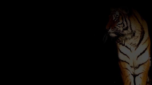 Спасая тигра от выстрела охотника, он даже не помышлял, что с ним сделает хищник потом смотреть онлайн