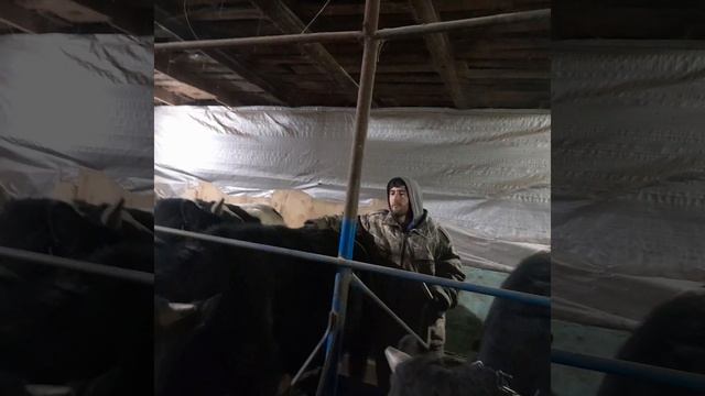 узнал вес бычков ?600кг живой вес смотреть онлайн