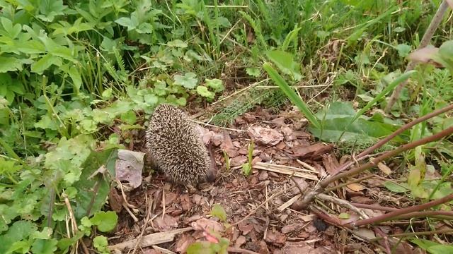 Маленький ёж