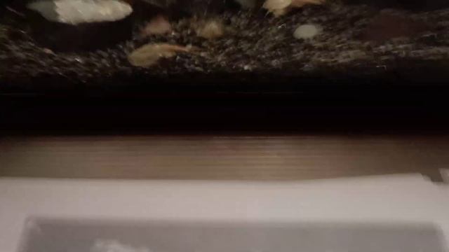 Triops | Nauplii, taking a look at early Triops development right from the egg! смотреть онлайн