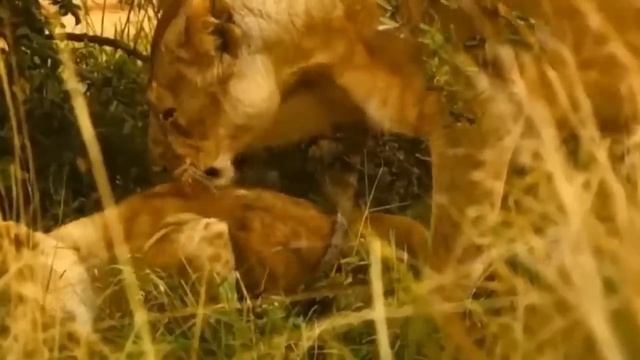 Tiger Must Pay A Heavy Price For Daring To Attack The Gorilla King смотреть онлайн