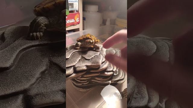 Гипноз черепах смотреть онлайн