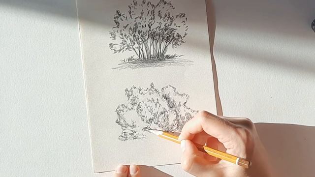 Как нарисовать кусты простым карандашом. смотреть онлайн