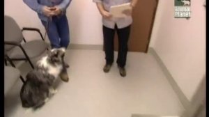 Шетландская овчарка! Шелти. Пастушья собака! Всё о породе!