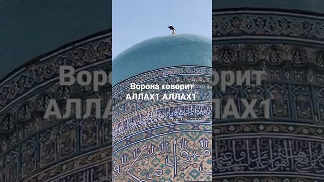 Ворона на крыше мечети говорит АЛЛАХ1 АЛЛАХ1