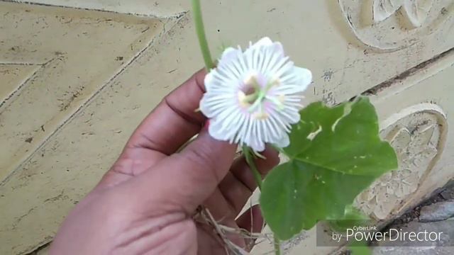 கொடி மாதுளை || சிறுபூனைக்காலி காட்டுக்கொடித்தோடை Passiflora Foetida கொடி மாதுளை смотреть онлайн