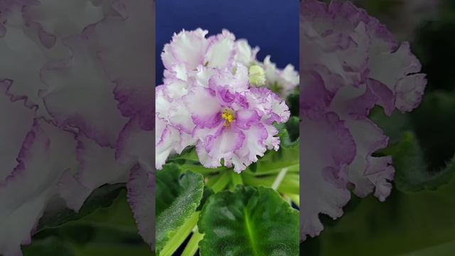 НД-Турмалиновая Капель спорт #flower #flowerplant #plant #flowerplants #flowergarden #garden смотреть онлайн