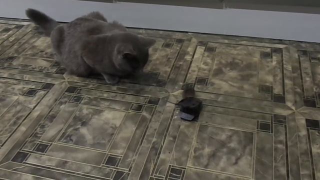 Кошка 1й раз видит мышку смотреть онлайн