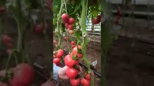 Очень вкусный розовый томат! Розовый носик F1