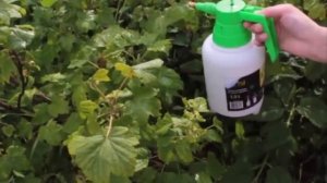 Простой и проверенный способ избавиться от садовой тли на деревьях и кустарниках весной и лето