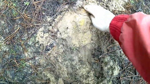 Зимняя грибалка 2021/ Грибы есть!/ 2 часть смотреть онлайн