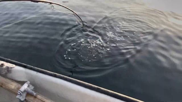 И СНОВА ОН… ДАВИТ ТАК, АЖ КАТУШКА СВИСТИТ! Рибалка в Норвегии Часть 2 смотреть онлайн