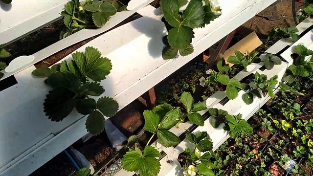 Малообьемка 2020 часть 2 Цветение смотреть онлайн