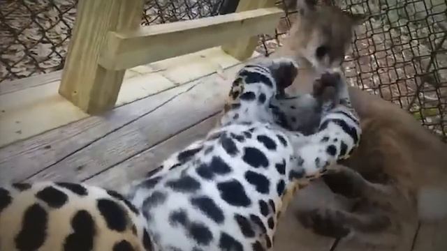 Moments When Vicious Jaguars Show Their Superpowers смотреть онлайн