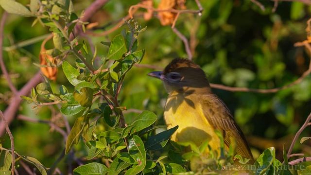 БОТСВАНА: ПРИРОДА И ДИКАЯ ЖИЗНЬ- 4K, 60fps смотреть онлайн