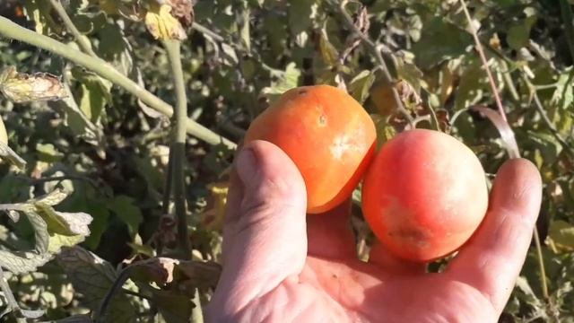 томат-персик