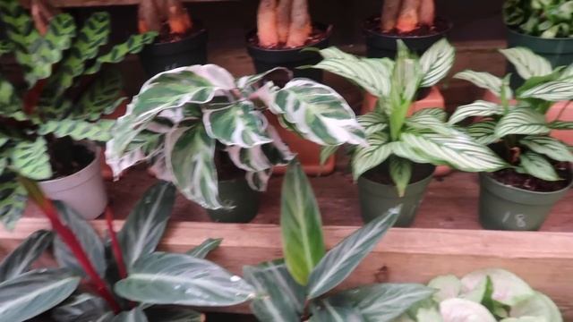 New Monstera Adansonii Laniata Found During a Plant Tour смотреть онлайн