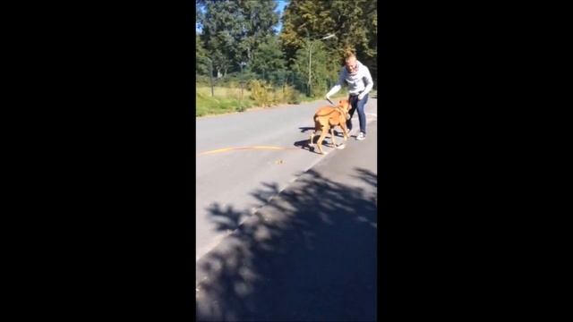 Podenco Canario in Aktion смотреть онлайн