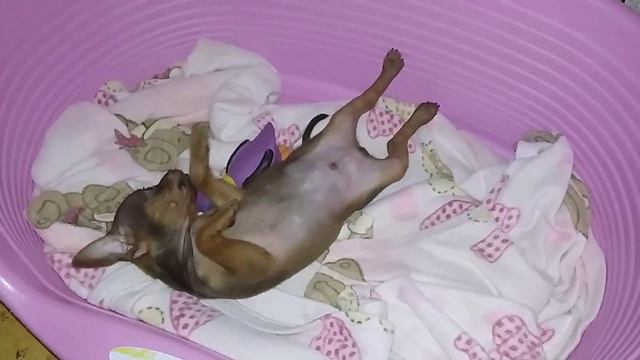 Эффект Искушения Вест Бруклин 1мес смотреть онлайн