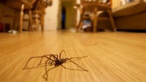 Паук в доме : приметы