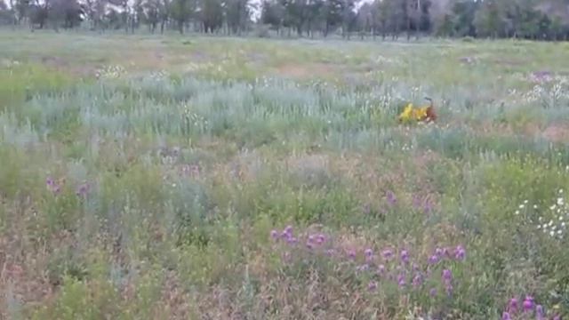 Зэста и Джокер смотреть онлайн