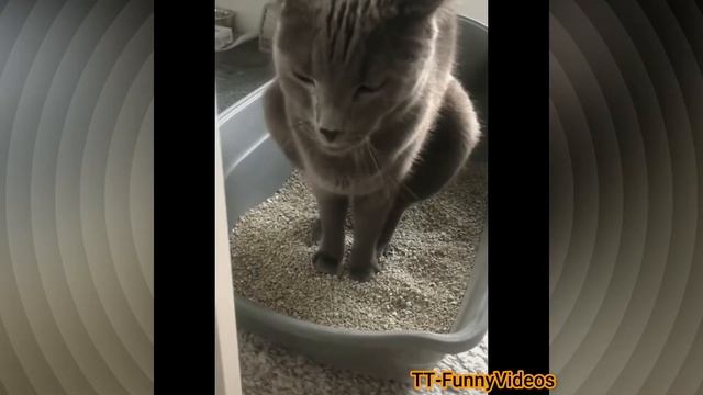 Funny Dogs And Cats Reaction ? Best Of The 2021 Funny Animal Videos ? Cutest Animals Complation смотреть онлайн