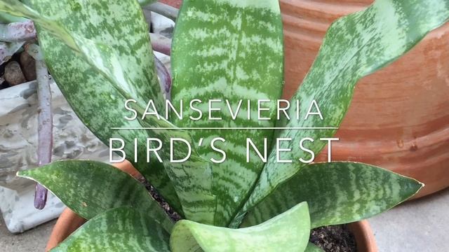 Sansevieria Starfish And Other Varieties