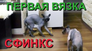 ✅ Канадский сфинкс: первая вязка молодой кошки после третьей течки. Canadian Sphinx the first mating