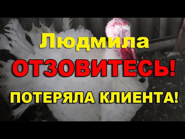 Метронидазол для индюшат. Инструкция по применению и дозировка. смотреть онлайн