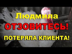 Метронидазол для индюшат. Инструкция по применению и дозировка.