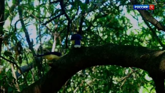 Дикая природа Уругвая / Wild Uruguay (2020)