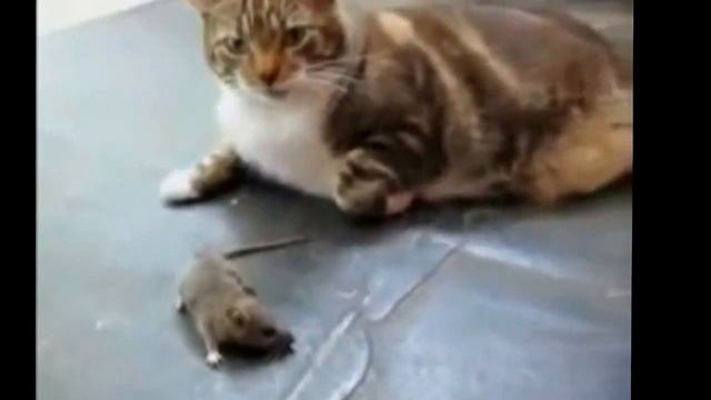 Мышь АТАКУЕТ Кота! смотреть онлайн