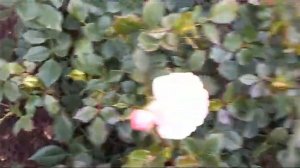 #rose #Kosmos /Роза флорибунда Космос(лат.rose floribunda Kosmos). Размножение розы отводками.