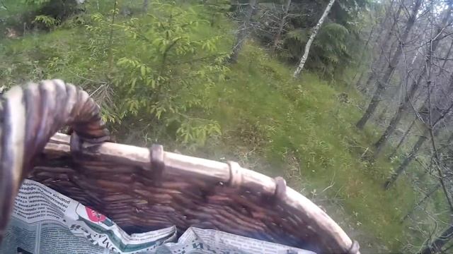Грибы в Ленинградской области (второй выезд 28 июня 2017) смотреть онлайн