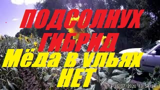 Пчелы сгорели от +42-ой жары и 40 дневной засухи.2 маточная _Узбечка_ ещё жива.Места для стоянки. смотреть онлайн