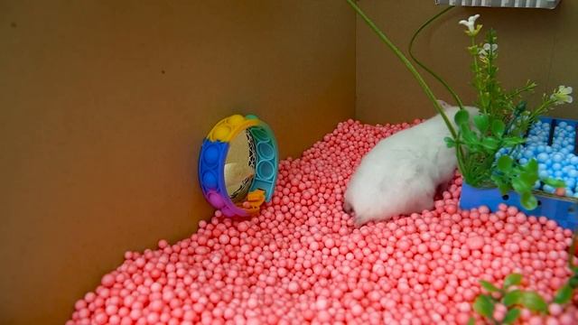 Hamster Escapes Prison Maze With Swimming Pool Challenge ? DIY Hamster Maze смотреть онлайн