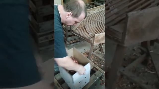 Луковицы тюльпанов смотреть онлайн