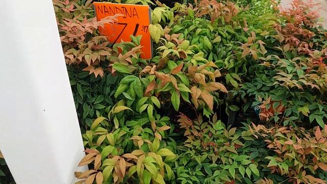 ОРХИДЕИ и ДРУГИЕ РАСТЕНИЯ. ОБЗОР и ЧТО КУПИЛА смотреть онлайн