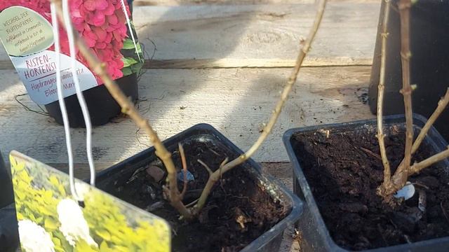 Новинки гортензий из Европы.Пересаживаю Все живы,проснулись. Качество супер👍 смотреть онлайн